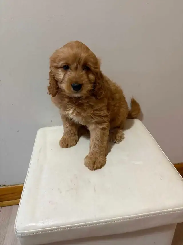 Mini Cockapoo in Dogs & Puppies for Rehoming in City of Montréal - Image 6