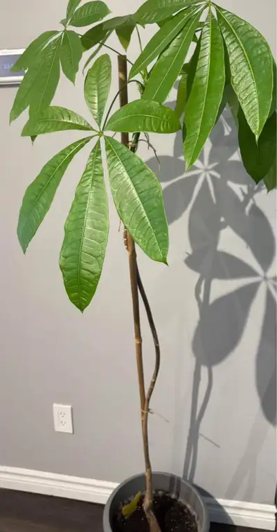 Money tree plant