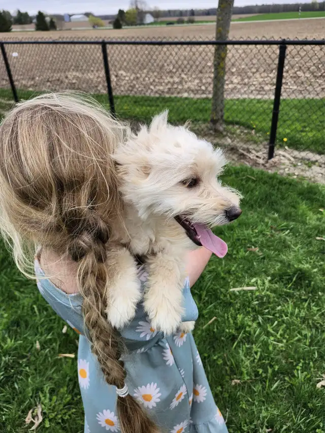 Miniature American Eskimo/Poodle in Dogs & Puppies for Rehoming in Kitchener / Waterloo - Image 5