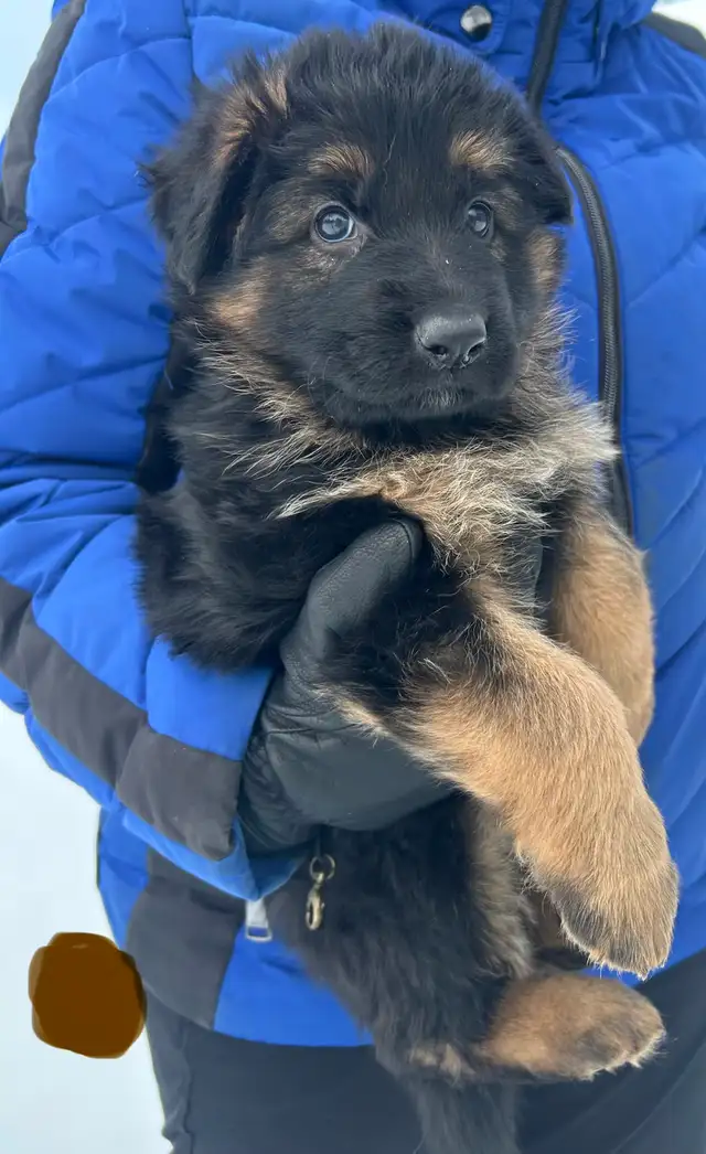 Chiots bergers allemands in Dogs & Puppies for Rehoming in Québec City - Image 8