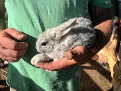 Flemish Rex cross rabbits, View more