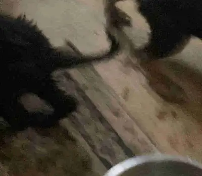 farm dog guard dogs, View more