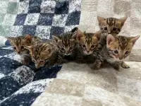 PUREBRED BENGAL KITTENS READY FOR THEIR FOREVER HOME!