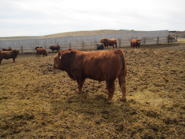 Beautiful Red & Black Sim Bulls For Sale .And Also Red Angus in Livestock in Medicine Hat - Image 4