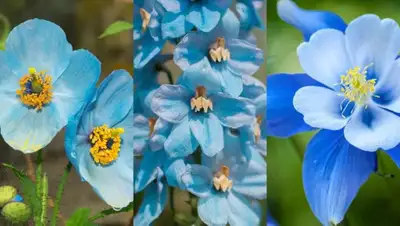 mixed perrenial seeds 10 bags for $20, View more