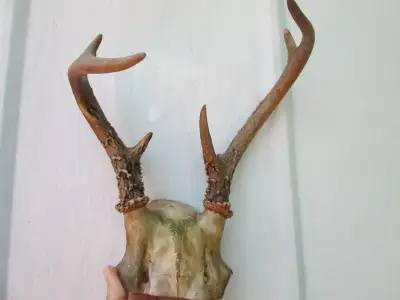 vintage Deer antlers, View more