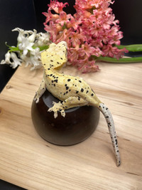 RTB Female Yellow Dalmatian Crested Gecko