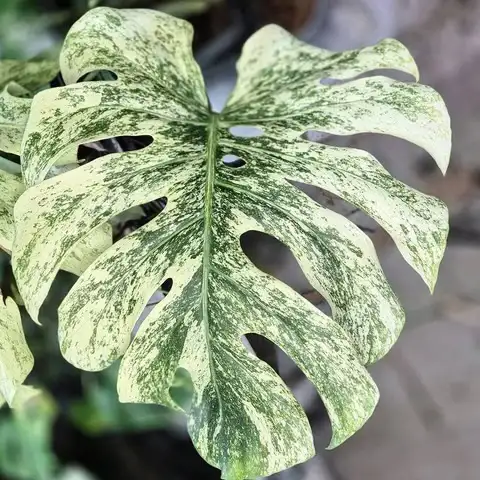 Promo on rooted wetstick monstera variegata in Plants, Fertilizer & Soil in City of Toronto - Image 6