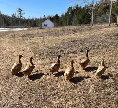 Fertilized pure buff Orpington duck eggs for sale, located in PEI can ship across Canada at buyers e...