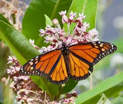 Milkweed for the Monarch Butterflies and Pollinators, View more