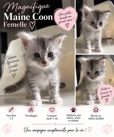 maine coon kittens , View more