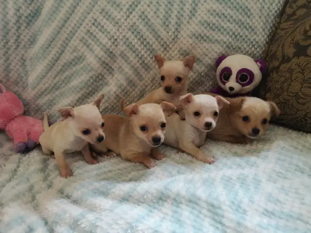 ❤️ VALENTYNE ENTERPRISE ❤️ CHIHUAHUA PUPS READY NOW 705-930-3541 in Dogs & Puppies for Rehoming in Markham / York Region - Image 3