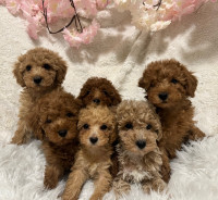Tiny toy poodles looking for their forever homes 
