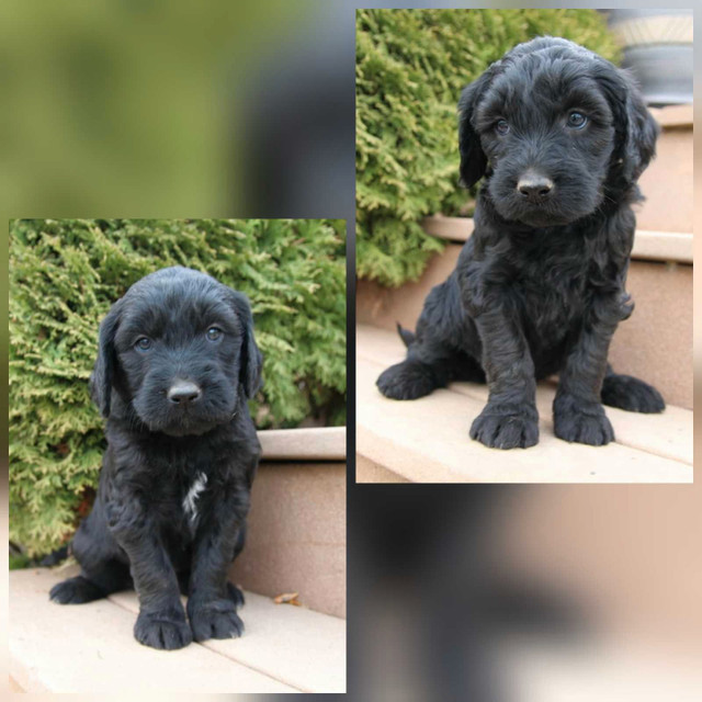 F1 Goldendoodle Puppies  in Dogs & Puppies for Rehoming in Vancouver - Image 3