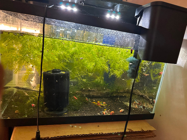10 gallon Shrimp Tank in Fish for Rehoming in Edmonton - Image 4