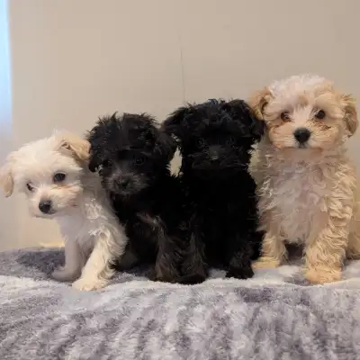 Tiny / Toy Aussiedoodle Puppies – Ready to Go Home, View more