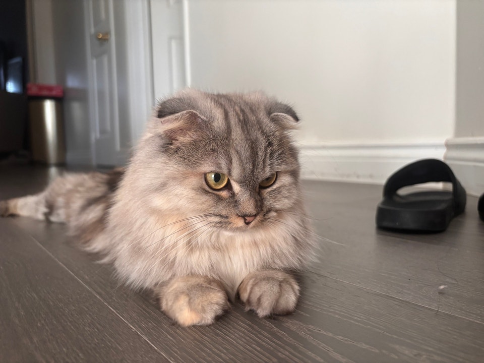 Cats for sale | Cats & Kittens for Rehoming | City of Toronto | Free ...