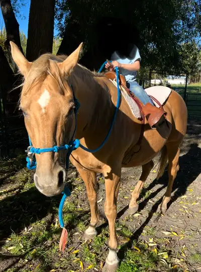 Beautiful and Kind old Boss Mare, View more