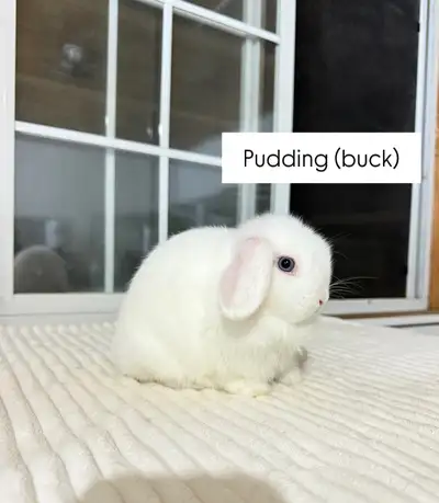 **Sweet Holland Lop baby bunnies**, View more