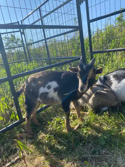 Nigerian Dwarf buckling has a little bit of Alpine in him Born March 6