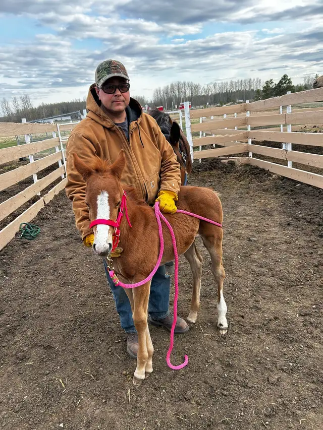 2yr old Dash Ta Fame Barrel Futurity Prospect  in Horses & Ponies for Rehoming in St. Albert - Image 8