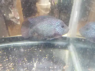 Female Flowerhorn Cichlid, View more