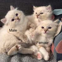 PUREBRED RAGDOLL KITTENS (Ready to be rehomed)
