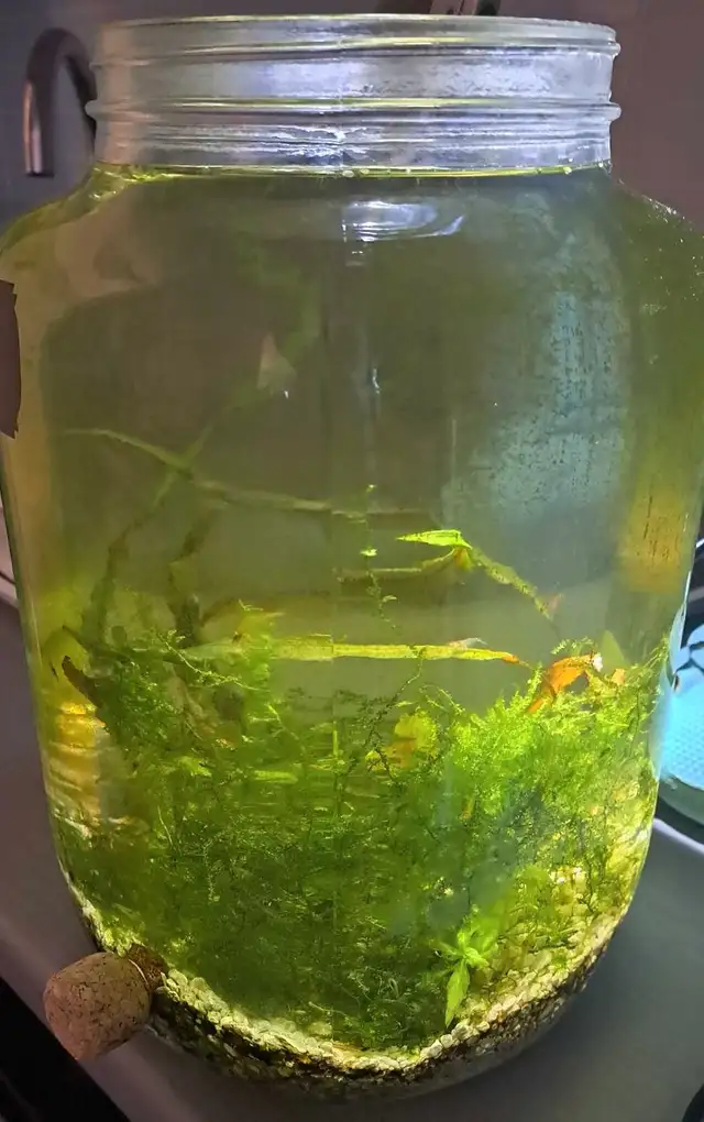 Feeder/Cleaning Shrimp Plus Moss and Other Plant in Fish for Rehoming in London - Image 2