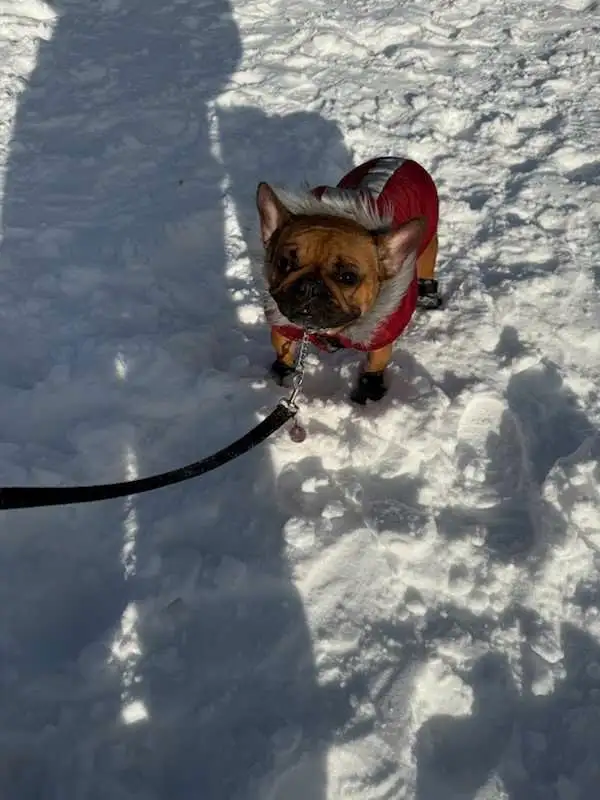 FEMALE FRENCH BULLDOG in Dogs & Puppies for Rehoming in City of Montréal - Image 5
