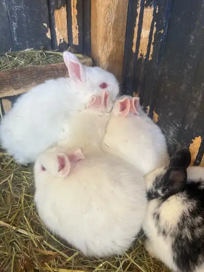 Baby Bunnies for sale, View more