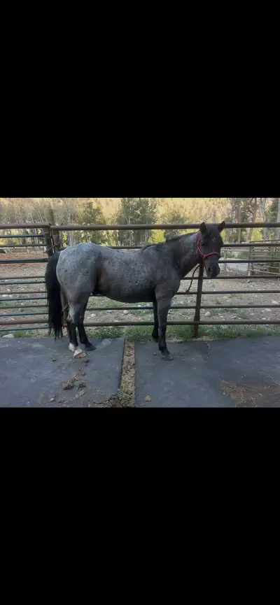 blue roan gelding, View more