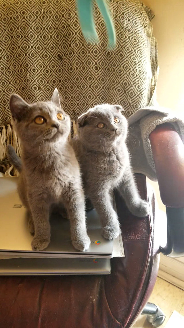 Purebred Scottish Fold and Straight Shorthair kittens. in Cats & Kittens for Rehoming in Ottawa