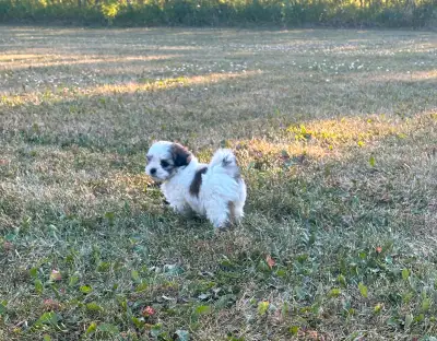 Malshi Pups, View more