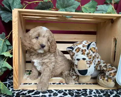 Cockapoo Puppies - genetic Testing and Health Guarantee, View more