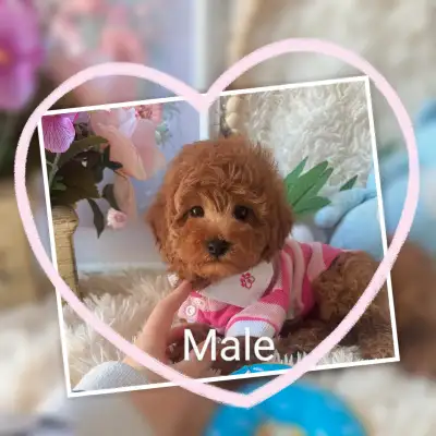 Teddy bear Tiny Toy poodle puppy (Prince), View more