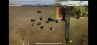 polar blue mini parrot fish (1/2)inch, View more