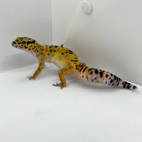Gecko léopard Carrot Tail Green & Tangerine pos Tornado