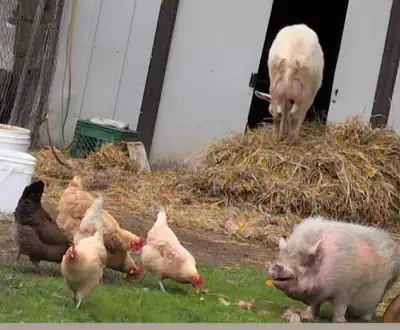 This is a friendly 13-year-old pot belly pig looking for a new home! He is used to living on a farm...