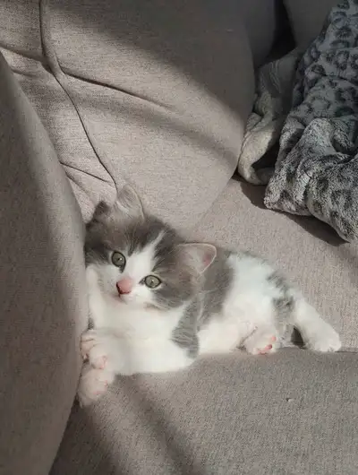 English below Bonjour, Chaton de 2 mois et demi à vendre J'ai adopté y'a 2 semaines un chaton femell...