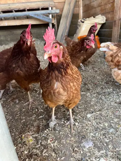 5 layers available about 18 months old Also have couple dozen eggs for sale, $5 each 9km straight so...