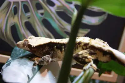Male RTB crested gecko Name: poseidon Morph: Extreme harlequin Proven breeder Age is unknown. Lineag...