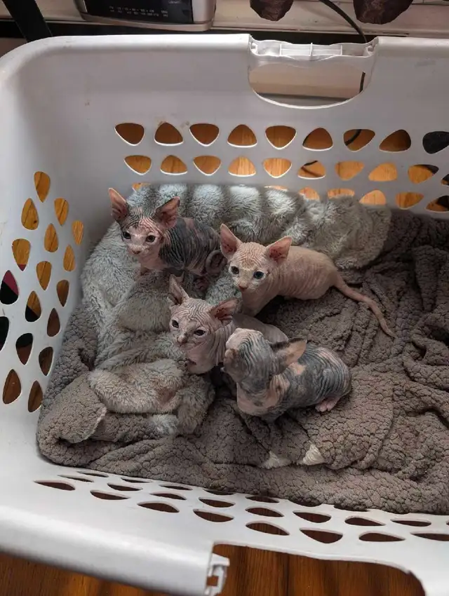 Réservée bébé chaton Sphynx in Cats & Kittens for Rehoming in Victoriaville - Image 4