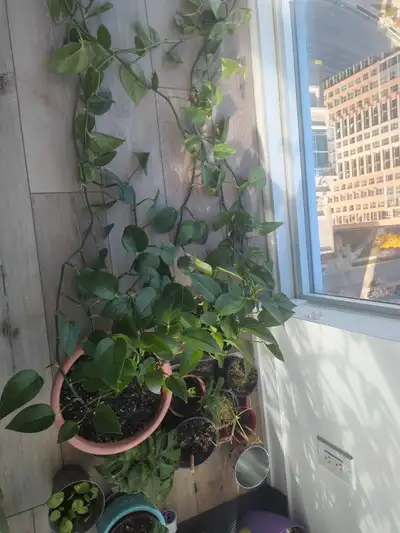 Plants for Sale, View more