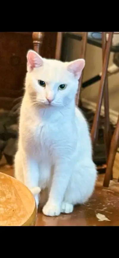 Chat pour adoption, View more