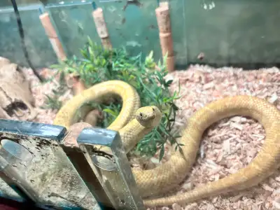 Female Hypo Brooks Kingsnake, View more