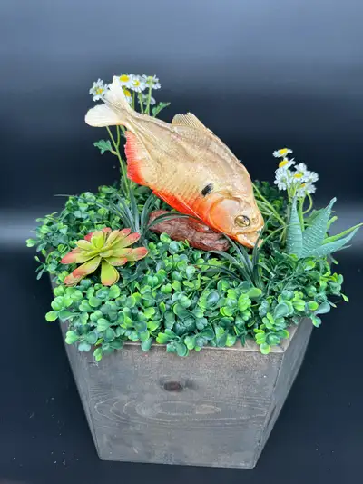 A striking preserved piranha specimen, showcasing the unmistakable body shape and natural coloration...