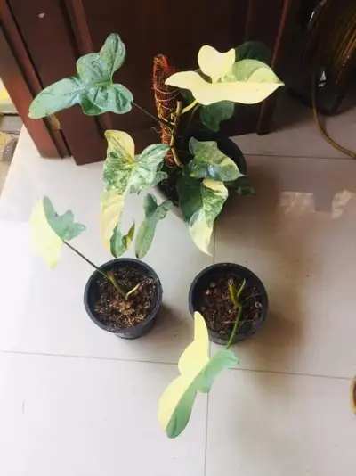 Bippenifolium variegated plants and wetsticks- shipping, View more