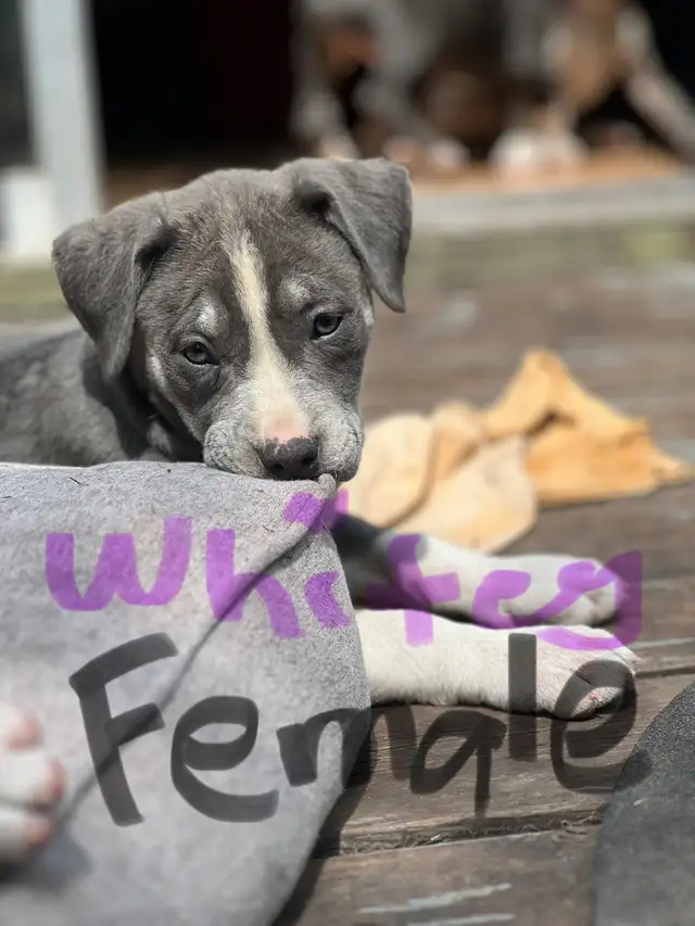 Grey pups in Dogs & Puppies for Rehoming in Strathcona County - Image 5