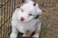 CKC Australian Shepherd Puppy - ONE left!