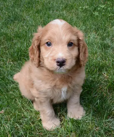 Beautiful Cockapoo Puppies - F1 Generation - 2 Girls & 1 Boy, View more